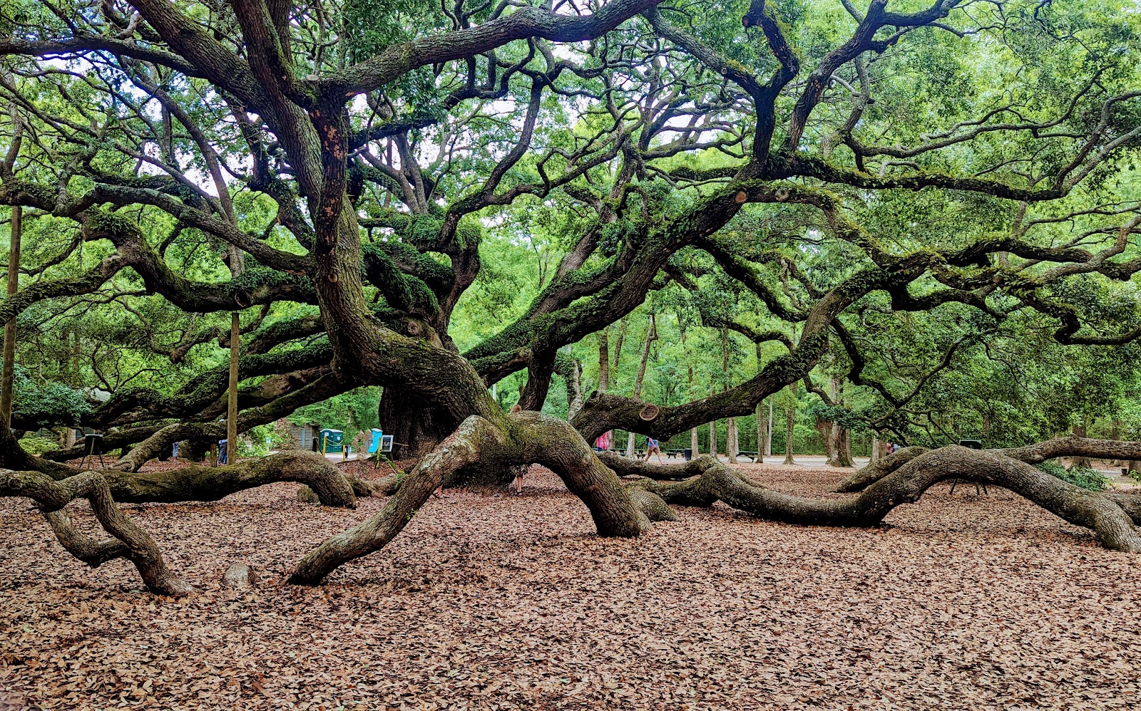 Picture of Visit the Angel Oak Tree