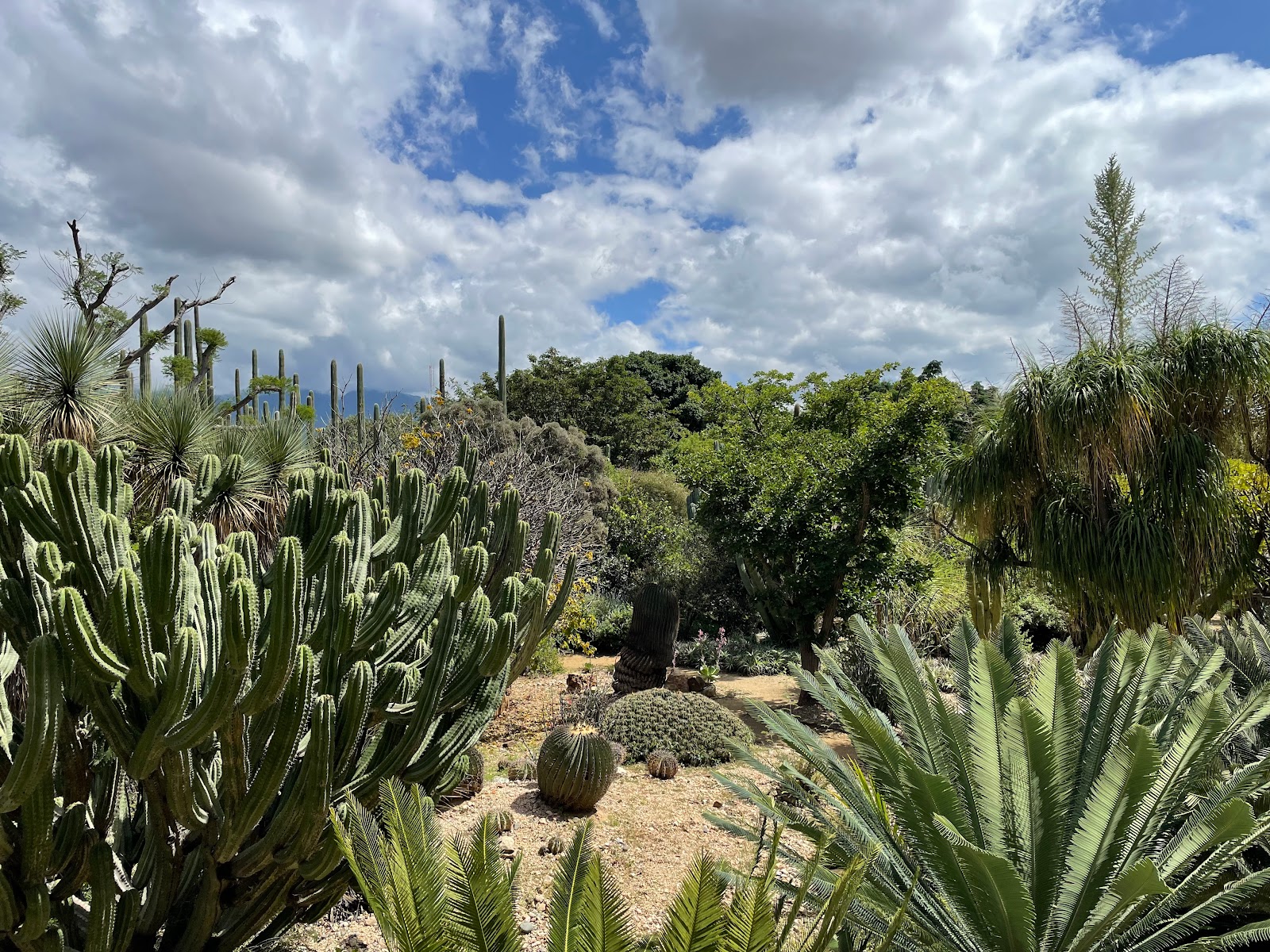 Picture of Relax in the Tranquil Gardens of Ethnobotanical Garden of Oaxaca