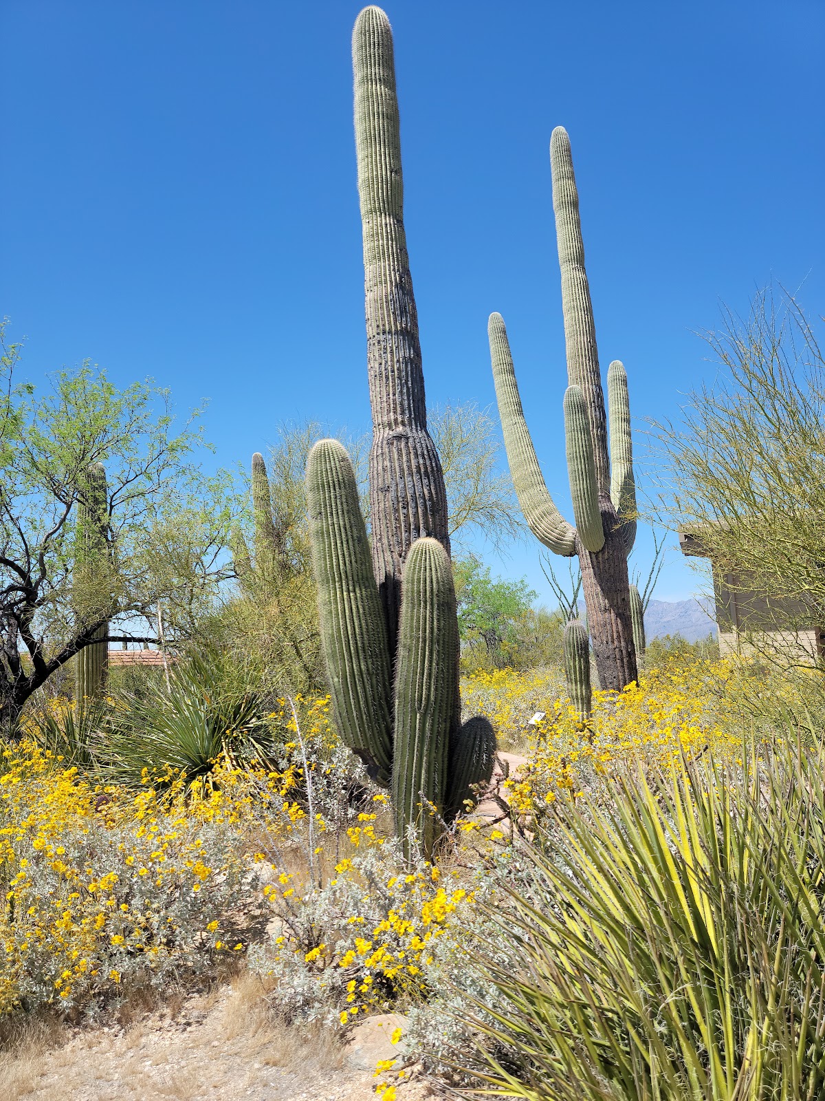 Picture of Explore Saguaro National Park