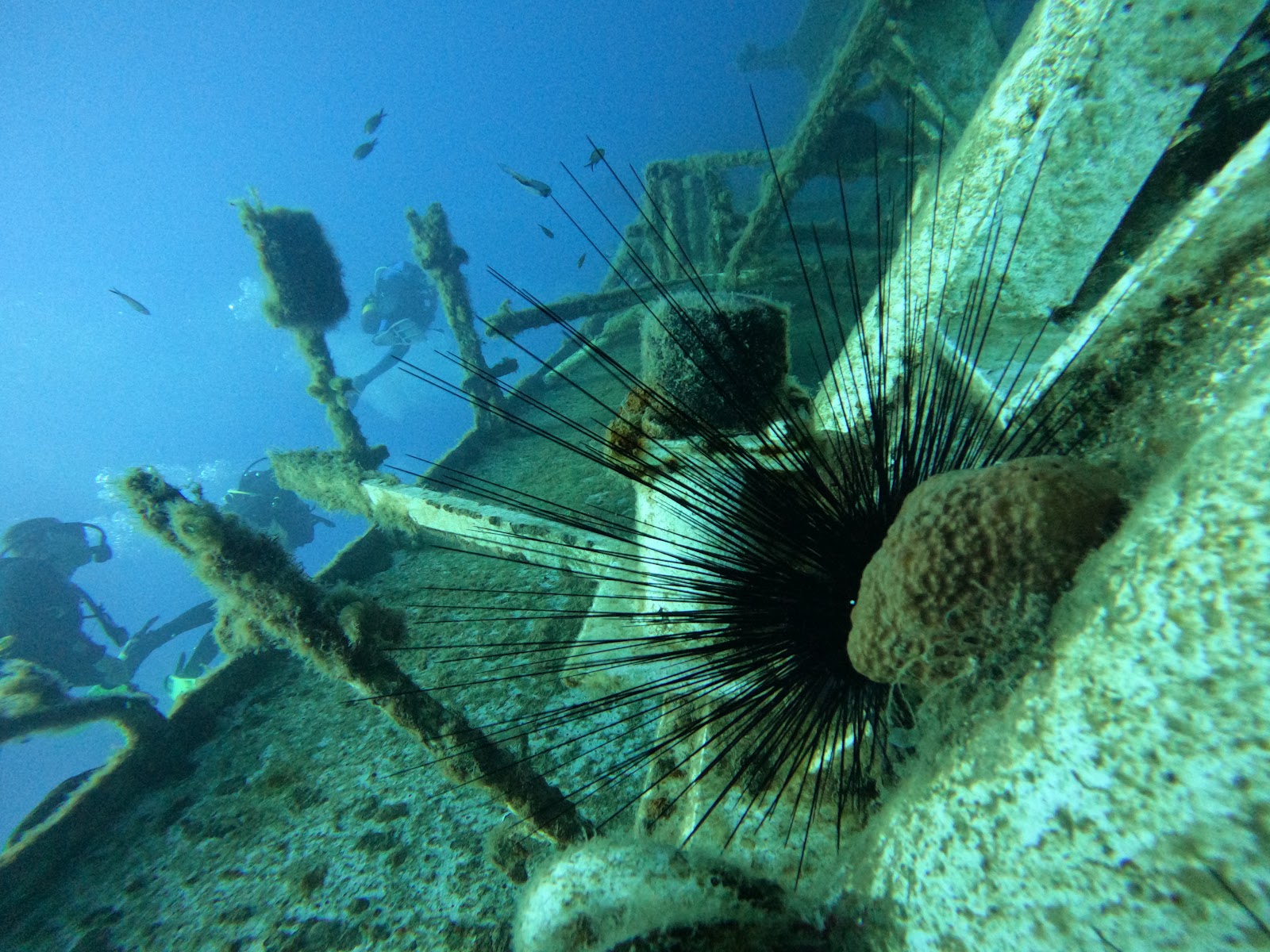 Picture of Dive into the Zenobia Wreck