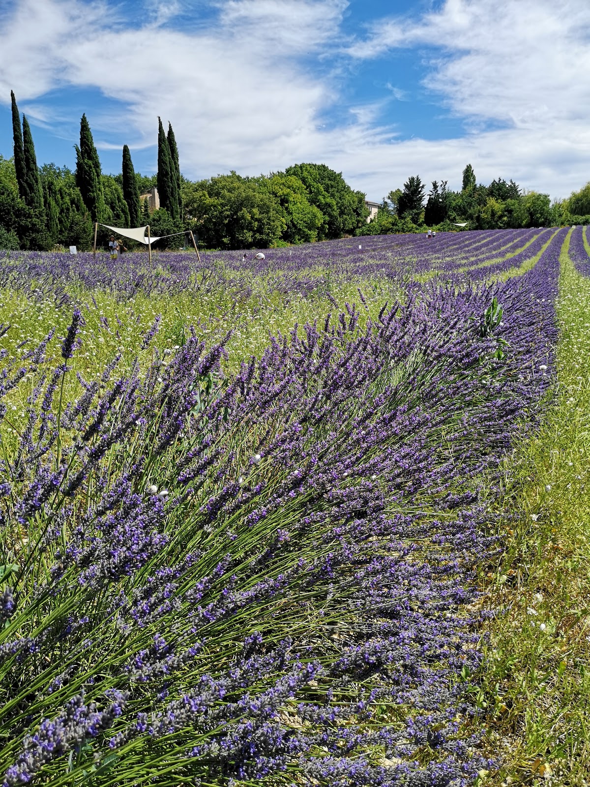 Picture of Cycle Through the Lavender Fields