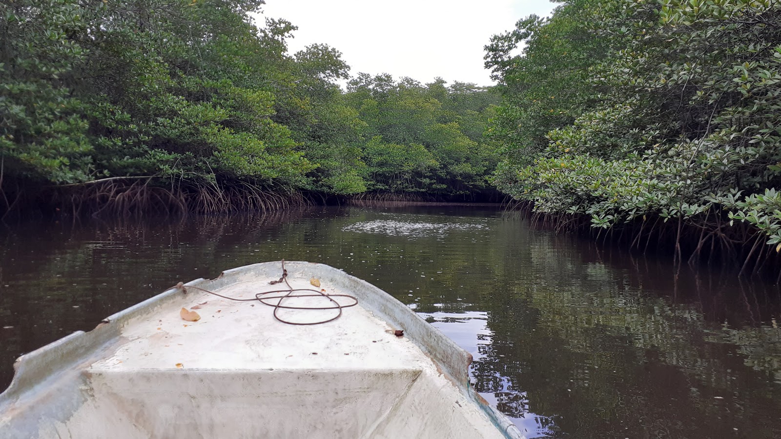 Picture of Exploring the Mangrove Forest