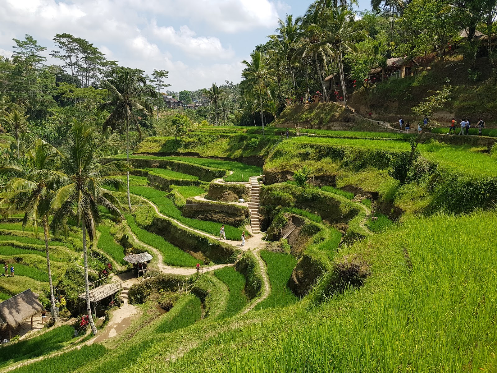 Picture of Visit the Tegallalang Rice Terraces