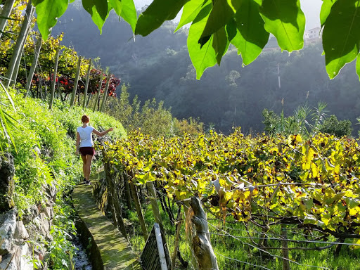 Picture of Taste Madeira Wine