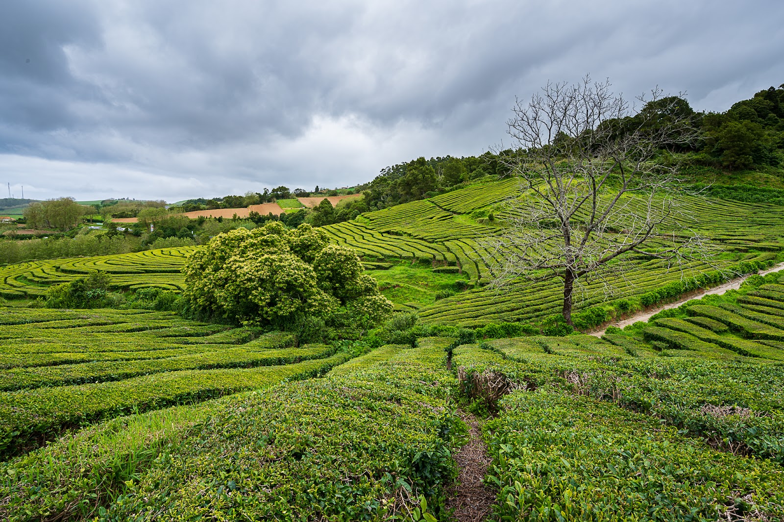 Picture of Visiting the Tea Plantations