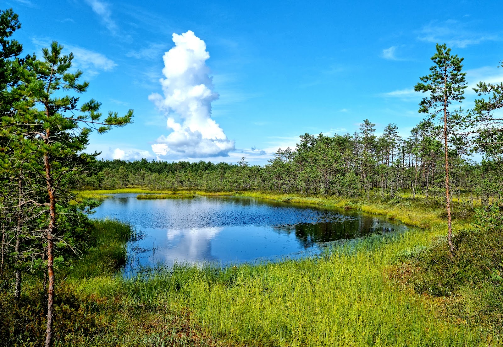 Picture of Take a Day Trip to Lahemaa National Park