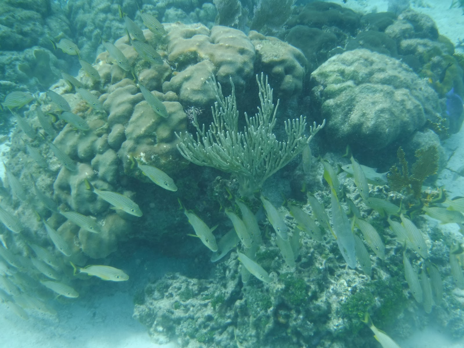 Picture of Snorkeling at Hol Chan Marine Reserve