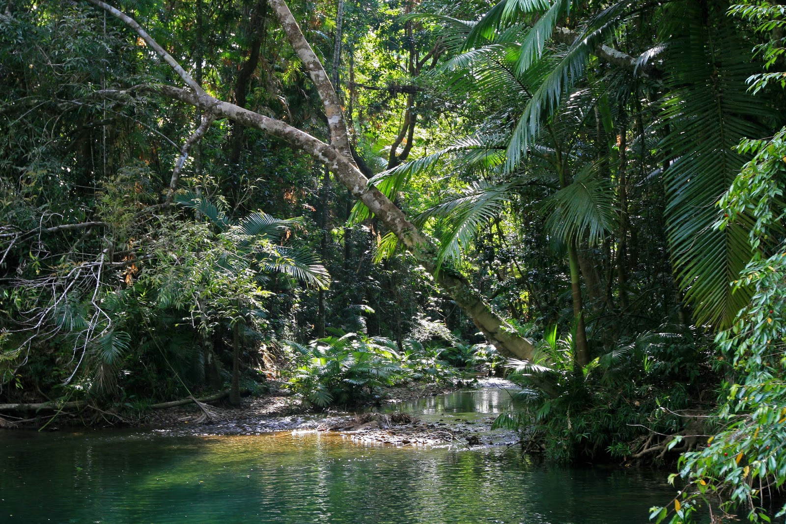 Picture of Discover the Daintree Rainforest