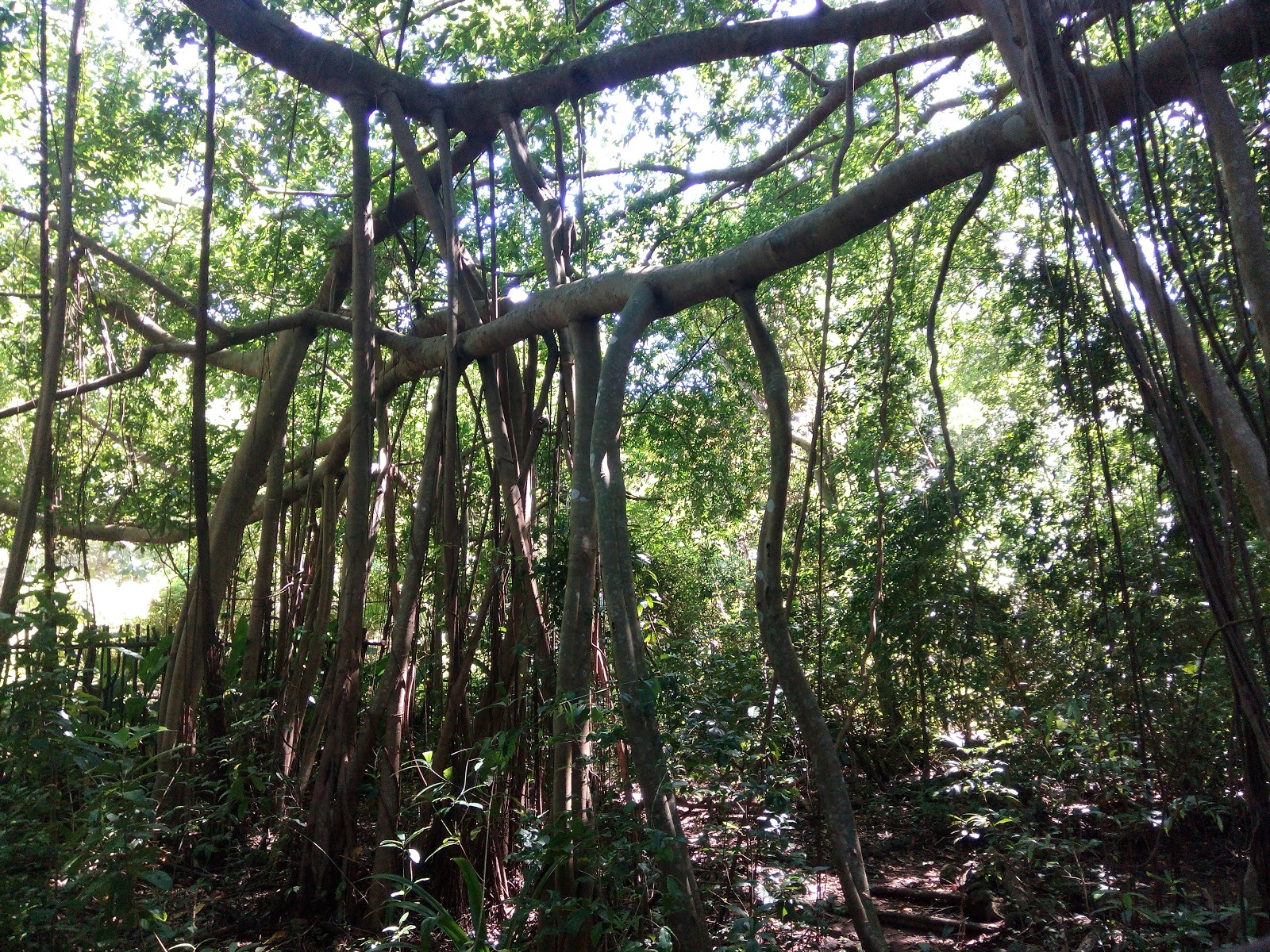 Picture of Visit the Sacred Tree of Mahatsinjo