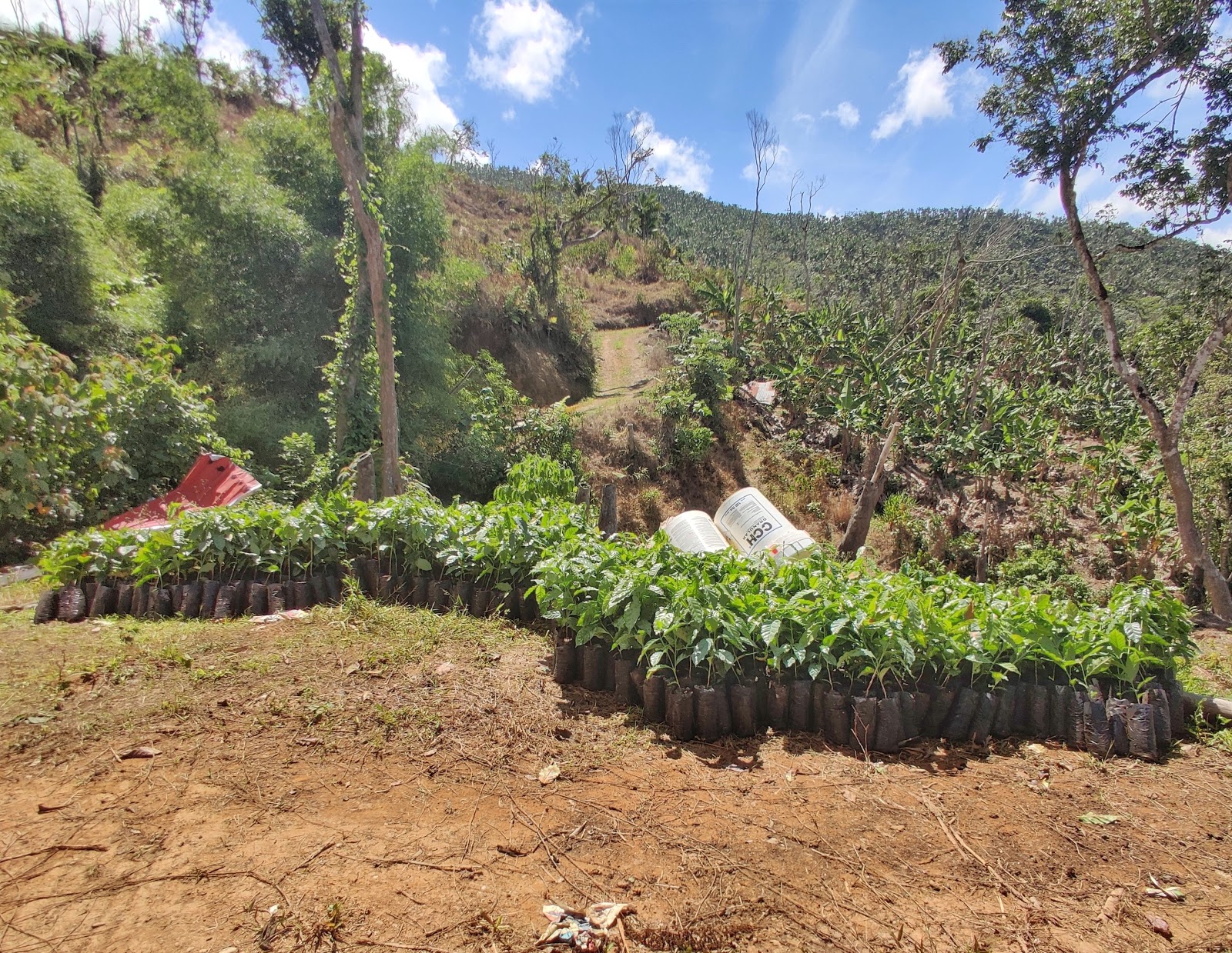 Picture of Join a Coffee Plantation Tour