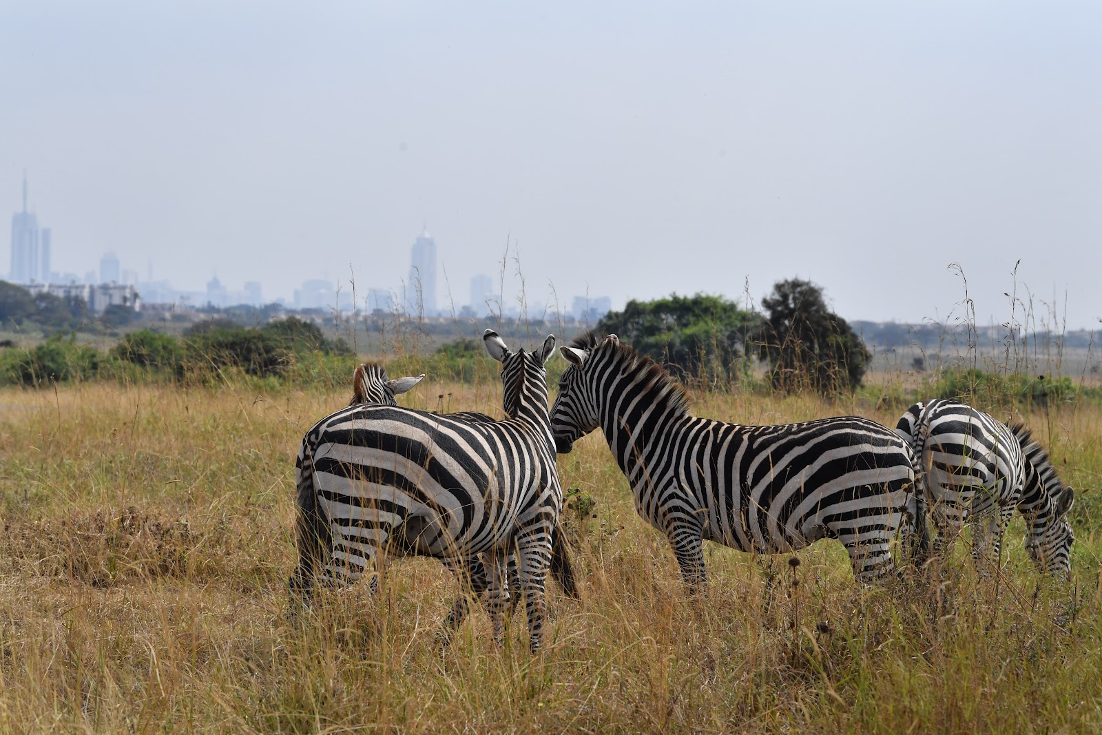 Picture of Explore the Nairobi National Park