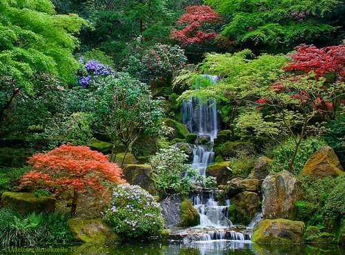 Picture of Explore the Portland Japanese Garden