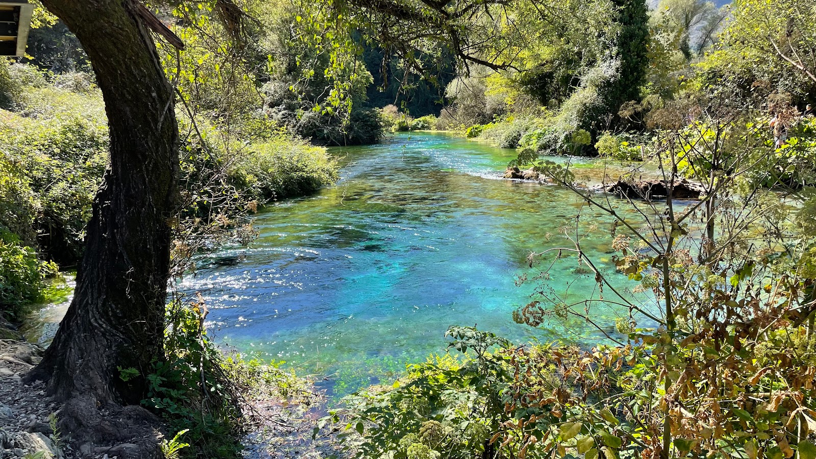 Picture of Dive into the Blue Eye Spring