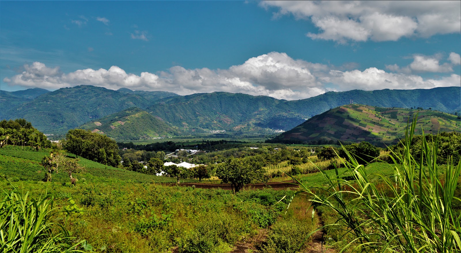 Picture of Savor Local Coffee at a Coffee Farm