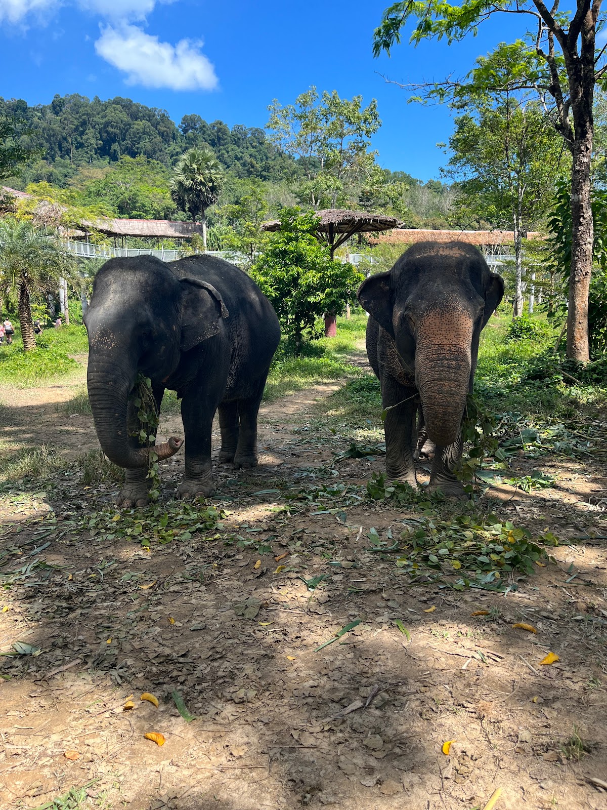 Picture of Explore the Phuket Elephant Sanctuary