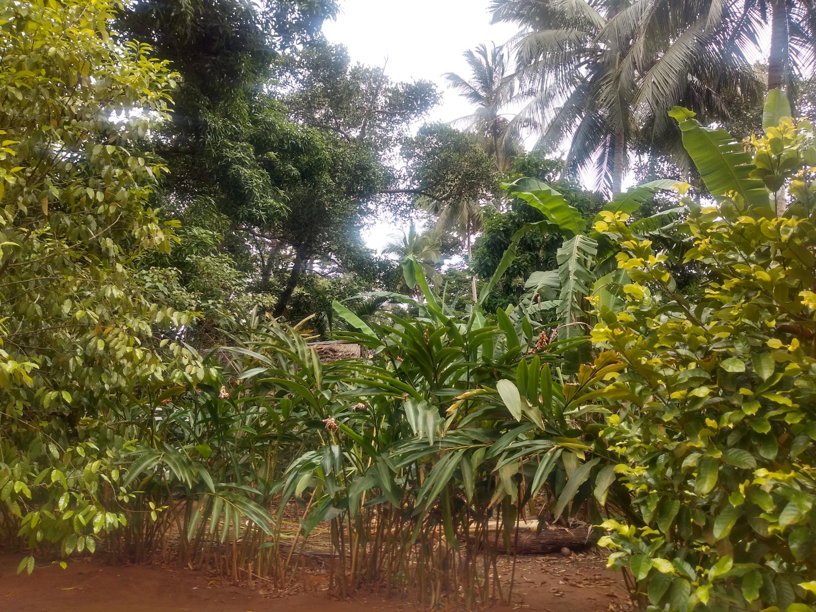 Picture of Savor the Flavors of a Spice Farm Tour