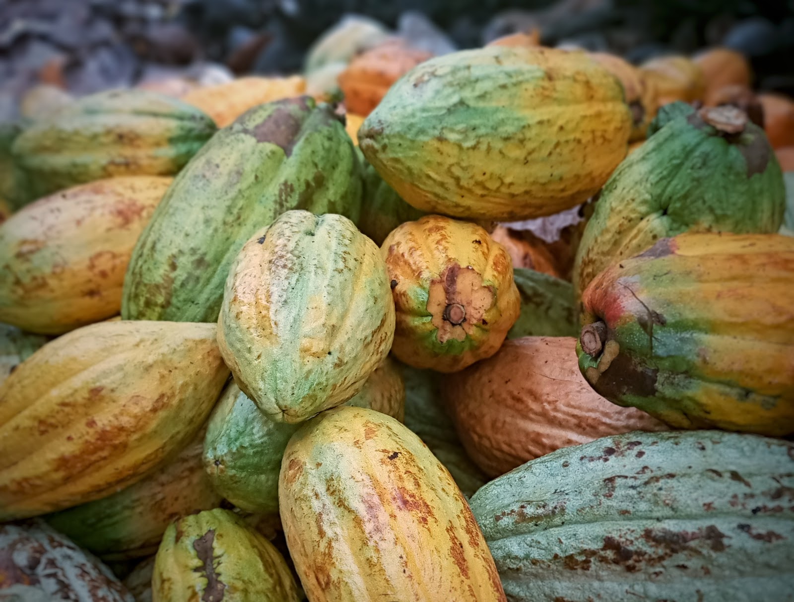 Picture of Attend a Cacao Ceremony