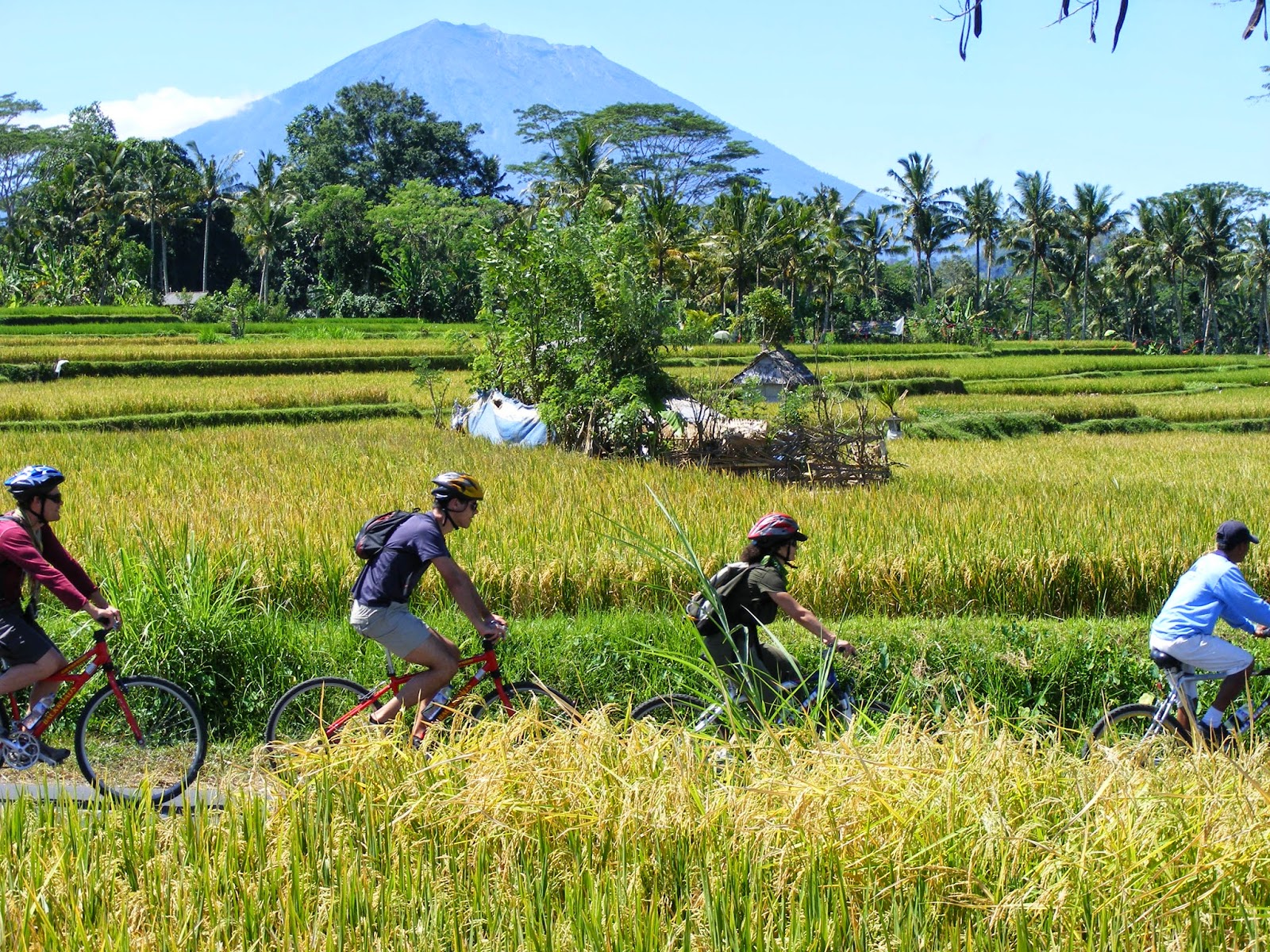 Picture of Cycle Through the Countryside