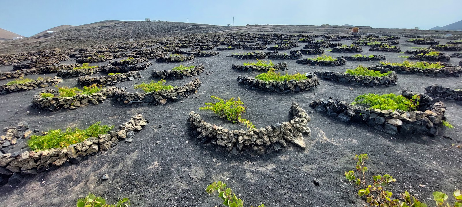 Picture of Hike the Volcanic Landscape of La Geria