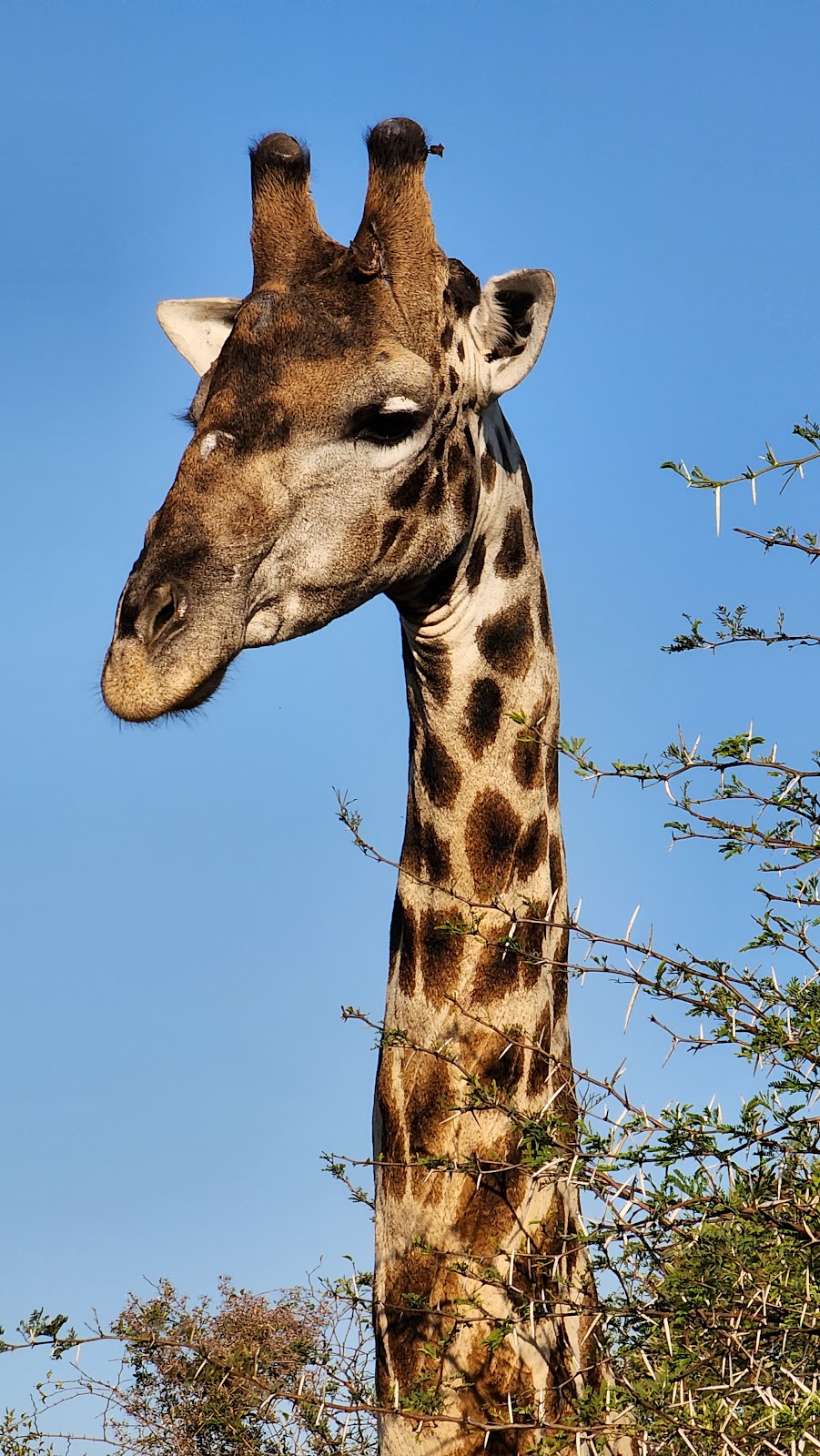 Picture of Take a Safari at Pilanesberg National Park