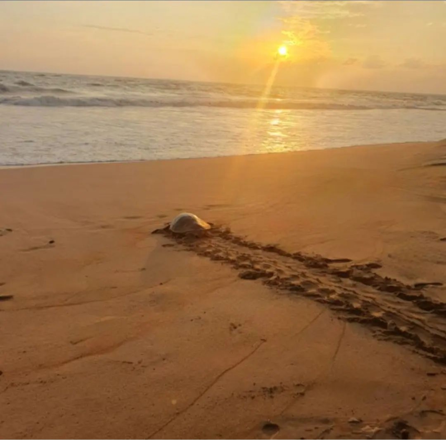 Picture of Experience the Sea Turtle Hatchery