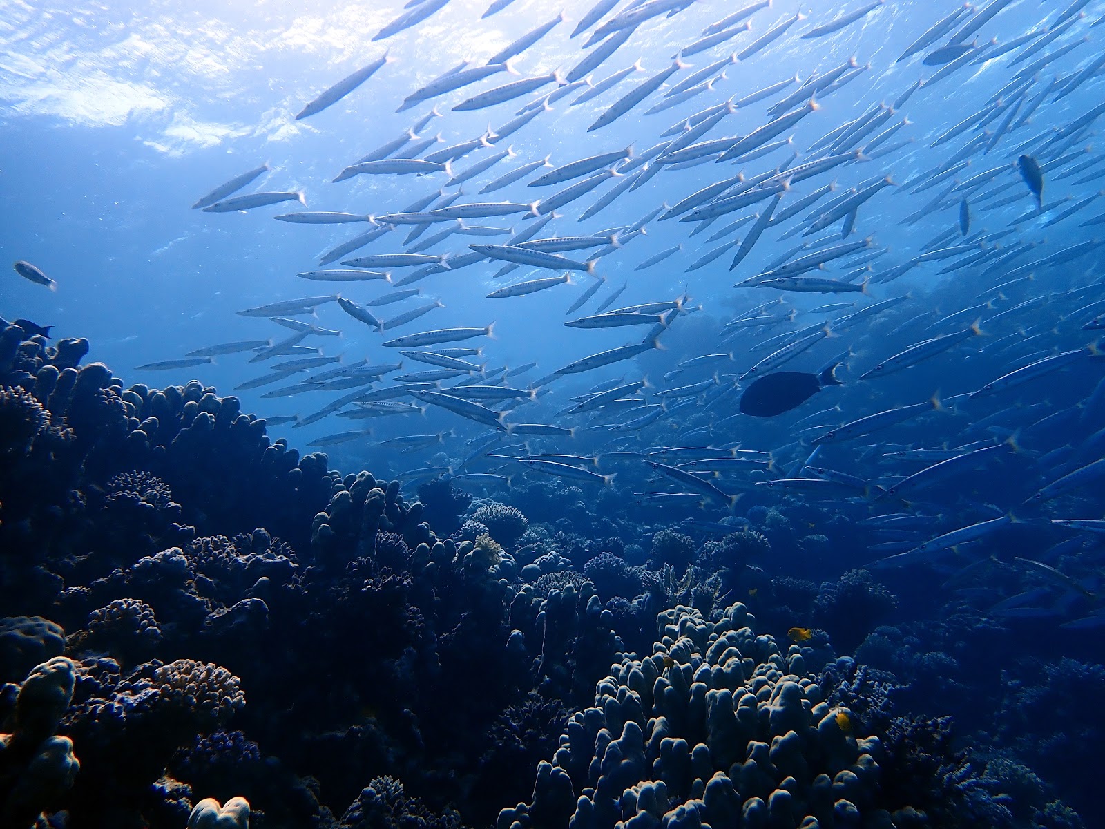 Picture of Engage in Snorkeling Adventures