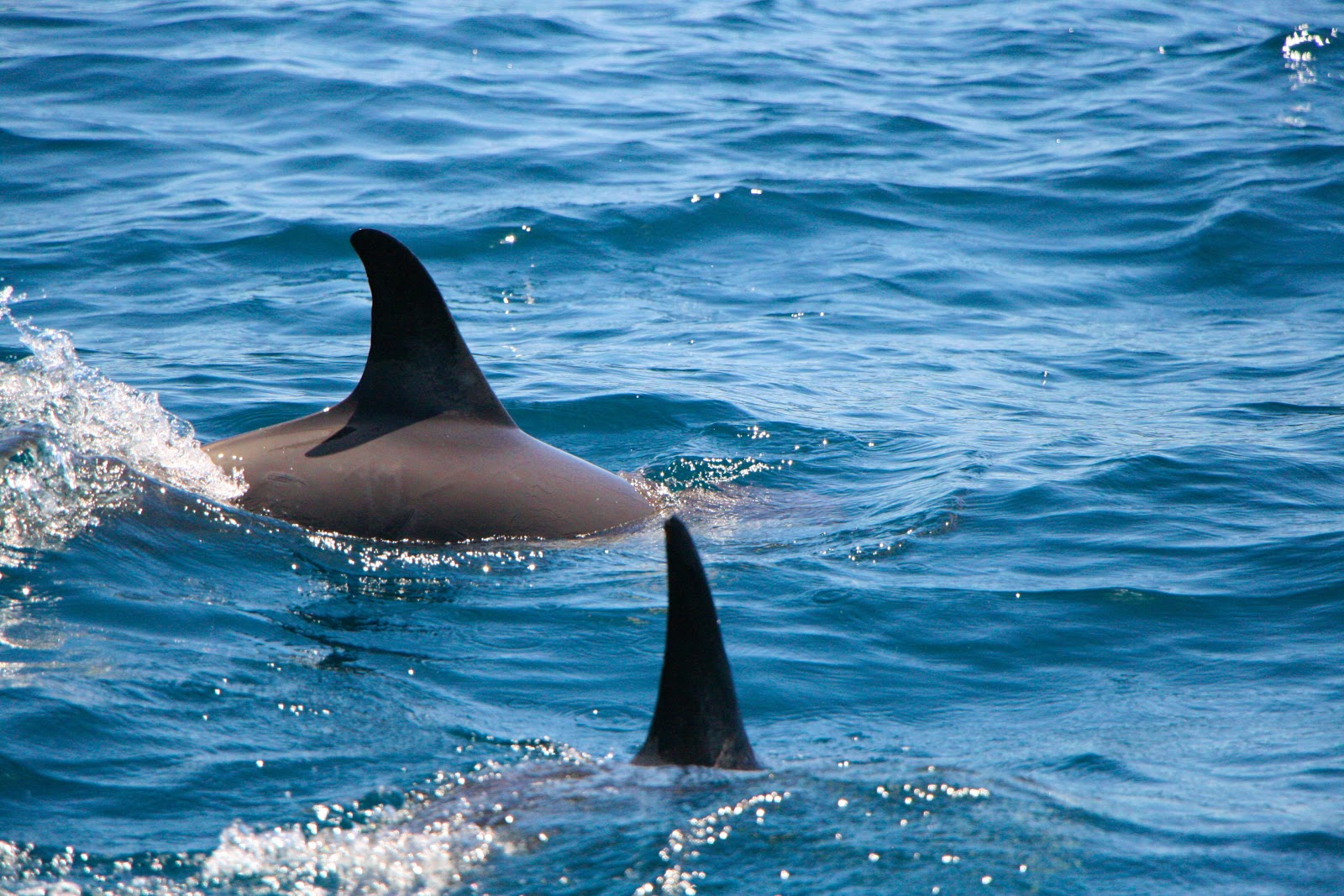 Picture of Join a Dolphin Watching Tour