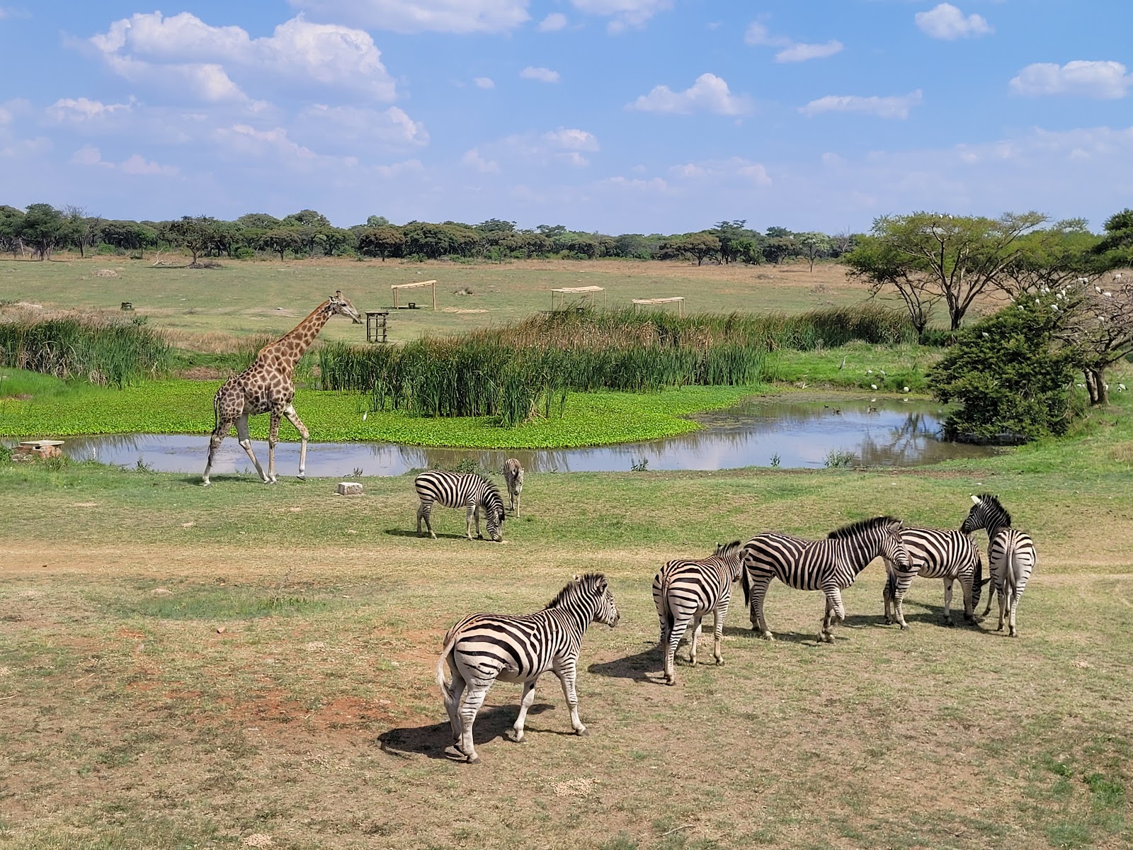 Picture of Experience the Thrill of a Safari at Mukuvisi Woodlands