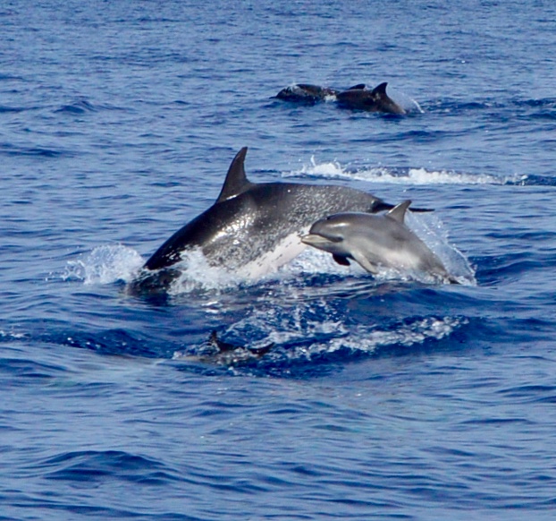 Picture of Experience Whale and Dolphin Watching