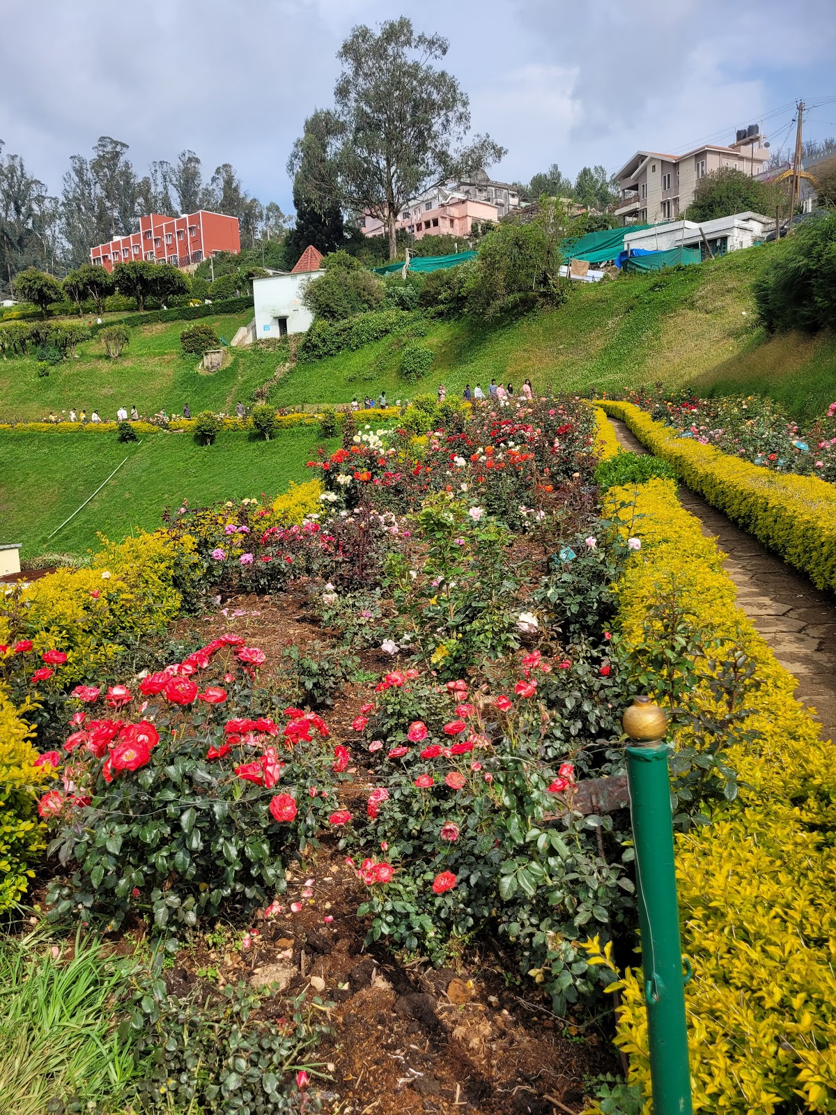 Picture of Witness the Splendor of Ooty Rose Garden