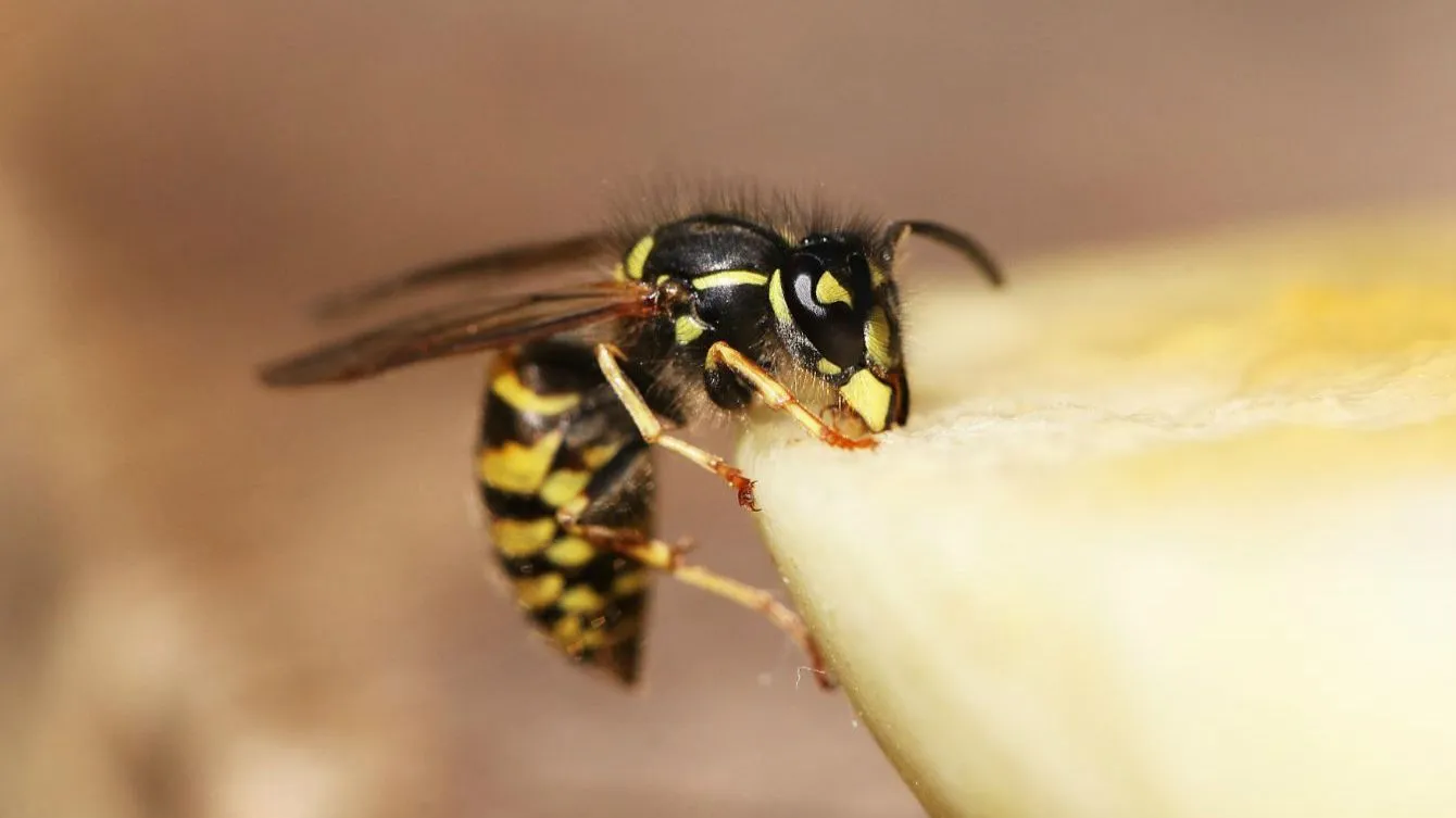 Eine Wespe