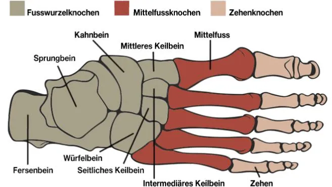 Schaubild der Fussknochen