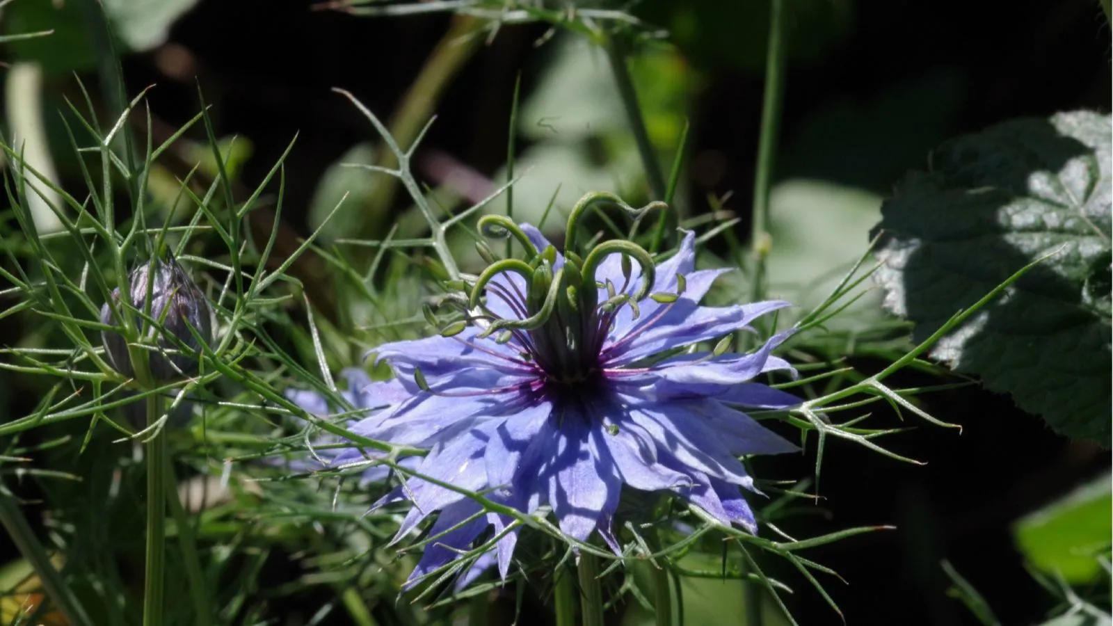 blau blühender Schwarzkümmel