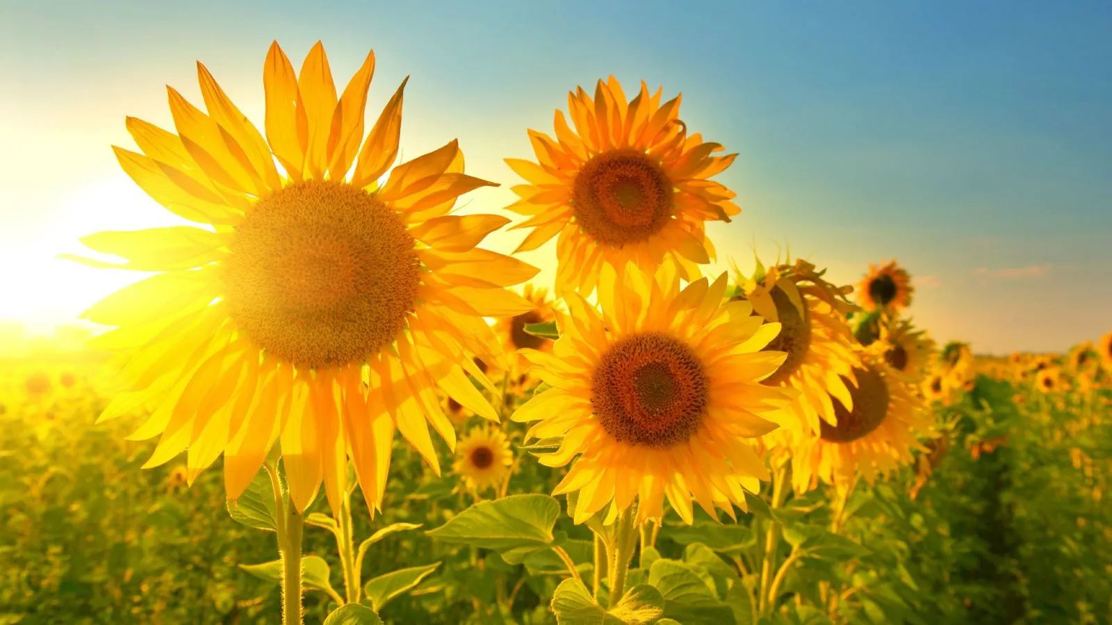 Blühende Sonneblume auf einem Feld, blauer Himmel mit weissen Wolken
