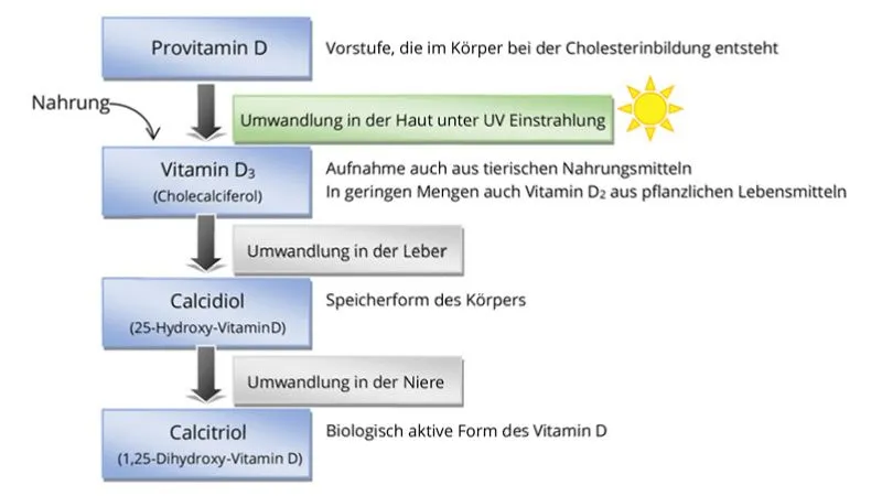 Schema, wie Vitamin D produziert wird.