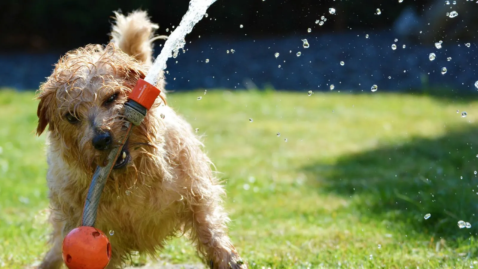 Ein kleiner Hund spielt mit einem Gartenschlauch aus dem Wasser spritzt