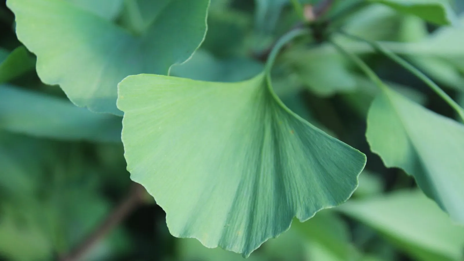 Ginkgo-Blatt