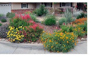 Image of xeriscaping in a front yard