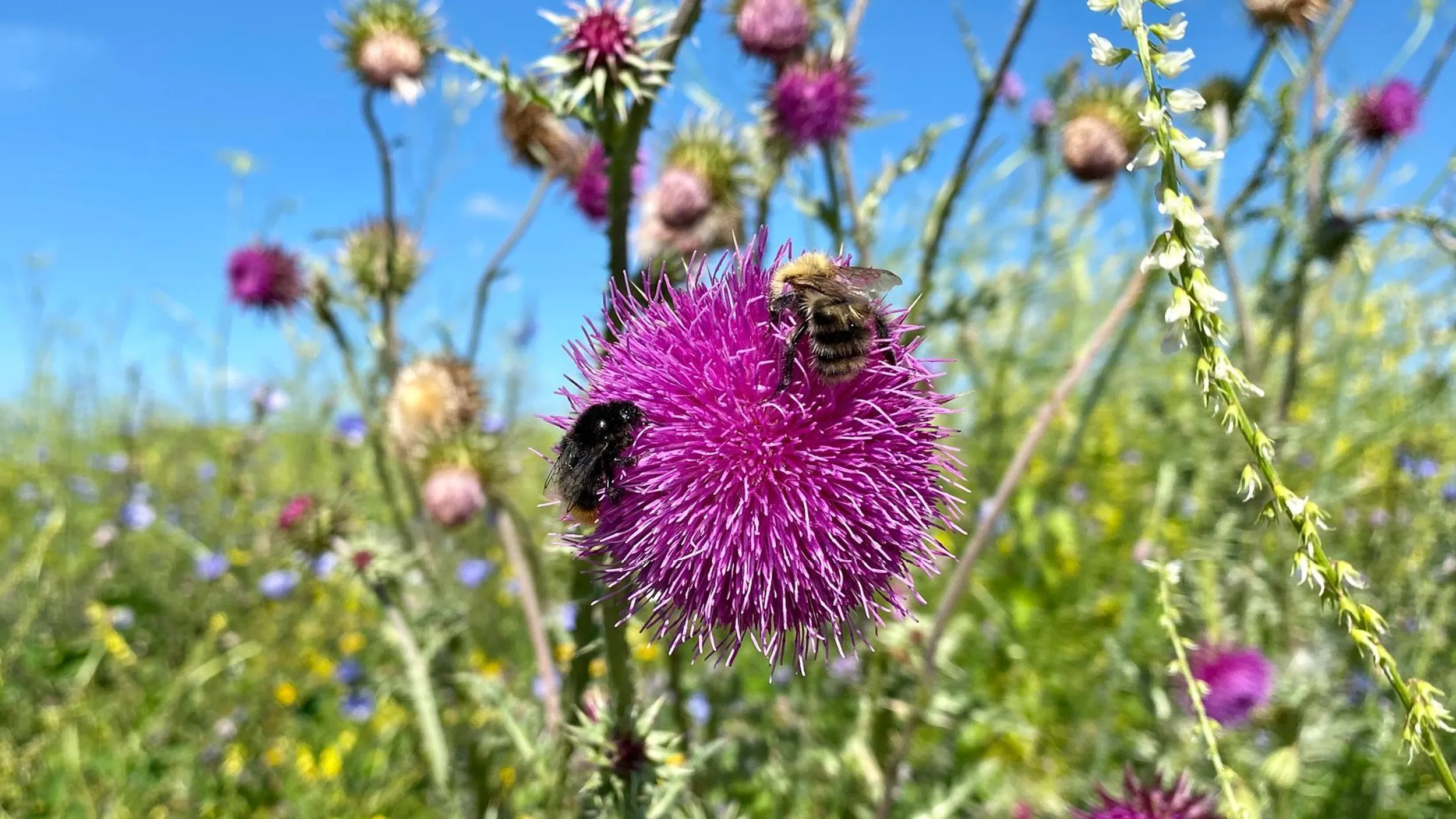 Teba_Insektenschutz_Blumenwiese_Sponsoring.jpg