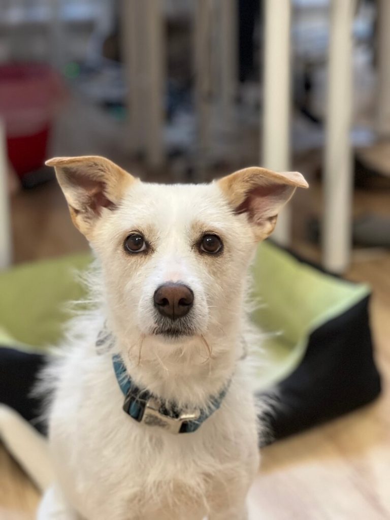 Portraitfoto eines weißen Hundes mit Tiefenunschärfe