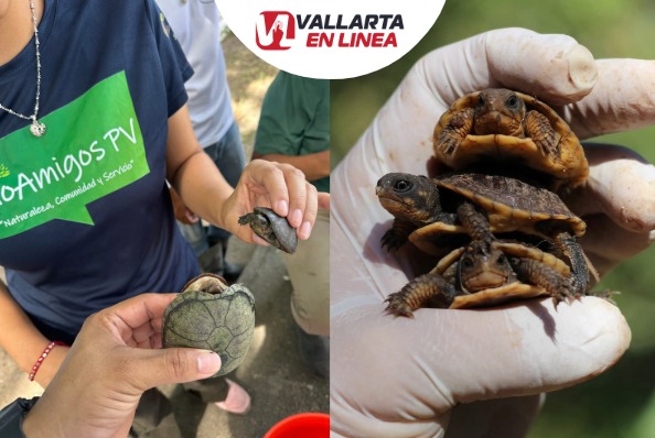 Tortuga Casquito de Puerto Vallarta extinción