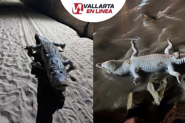 Cocodrilo sin vida en Puerto Vallarta