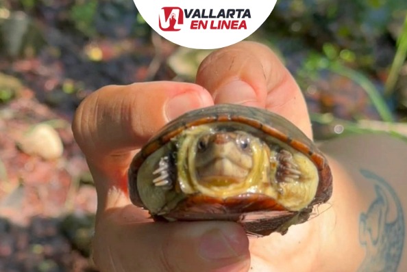 Tortuga casquito Vallarta