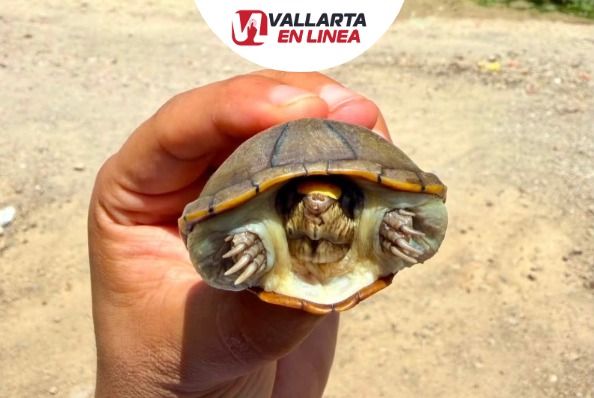 Ponen a salvo a otra tortuga casquito de Vallarta
