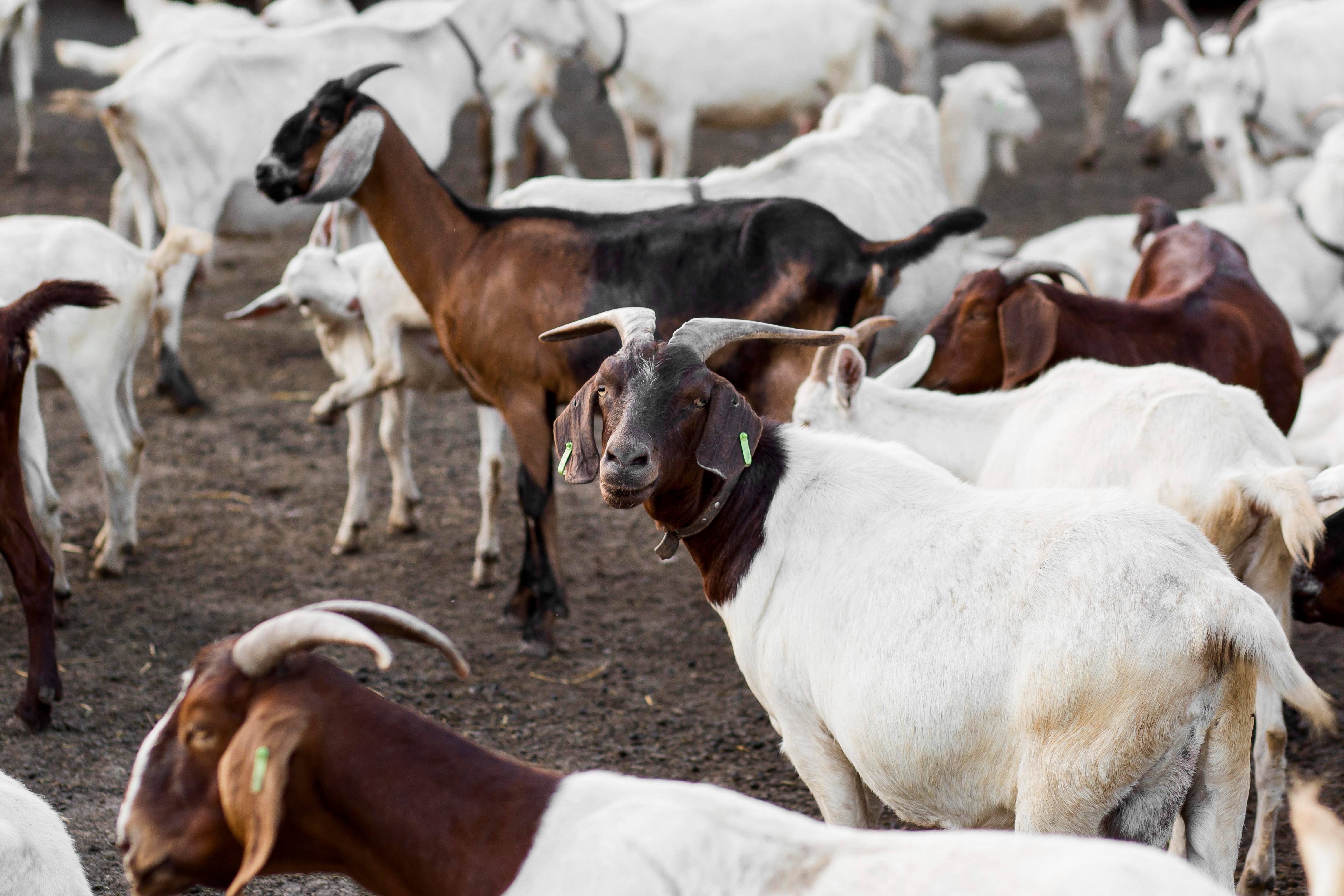 qurban di hari idul adha