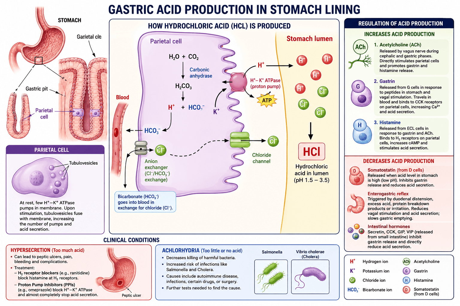 Gastric Acid Production: How Your Stomach Creates and Controls Digestive Acid