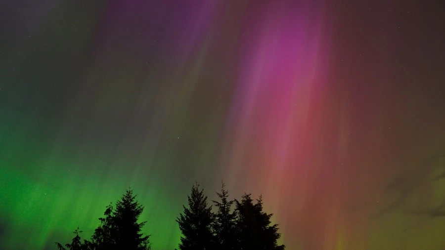 Green and purple aurora above a forest