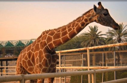 Živalski vrt Doha