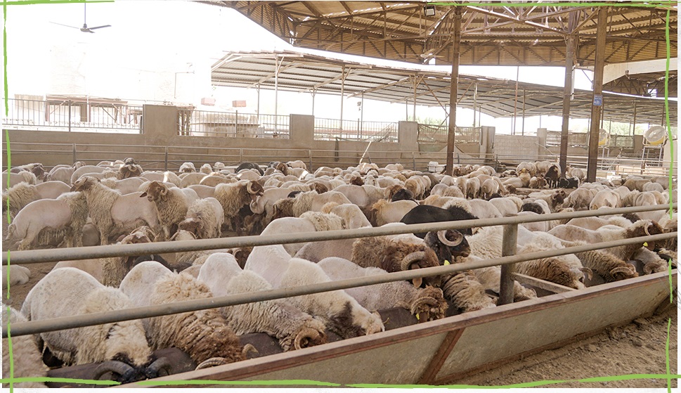Widam Provides 27,500 Sacrificial Animals for Eid Al Adha
