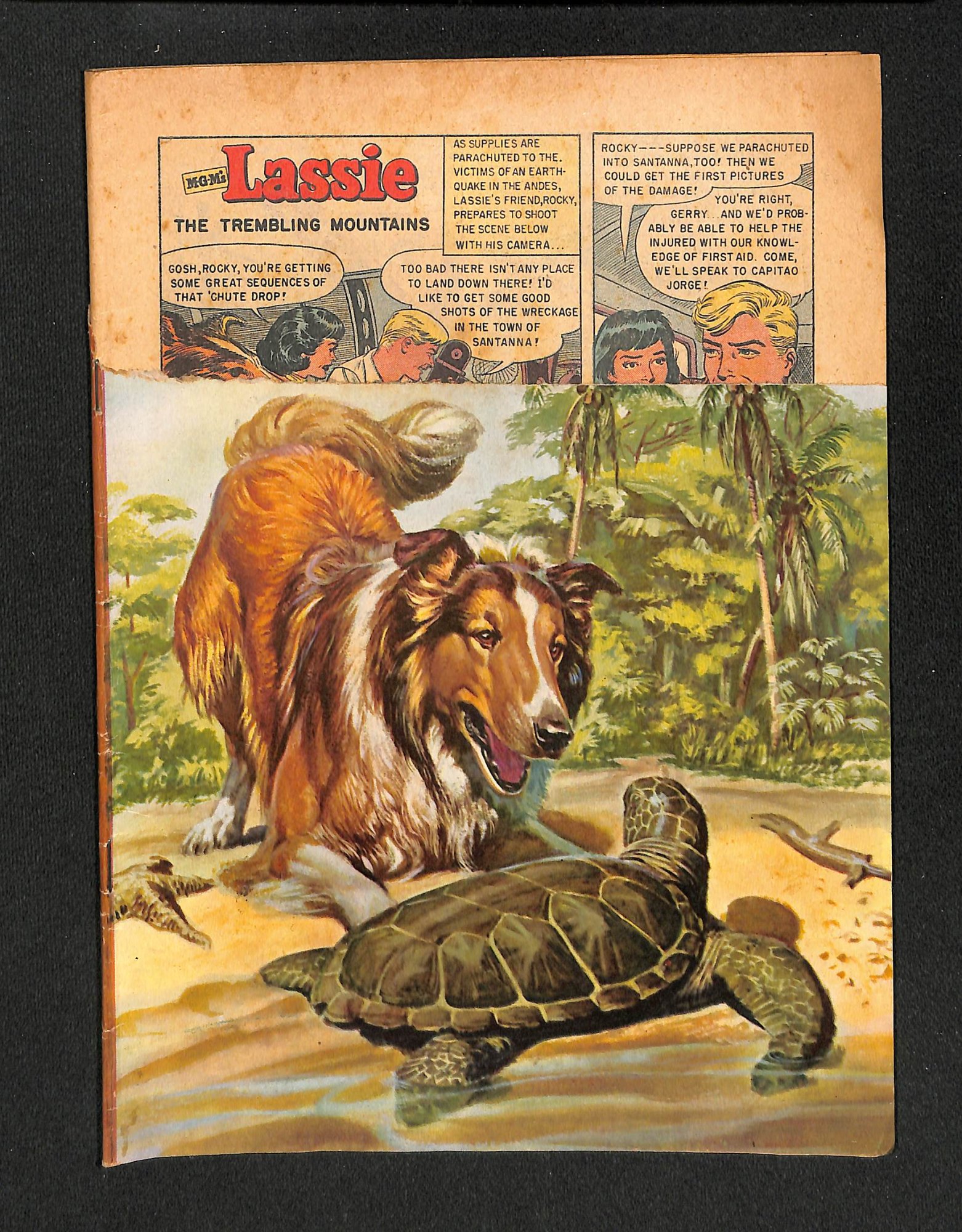 Lassie #26